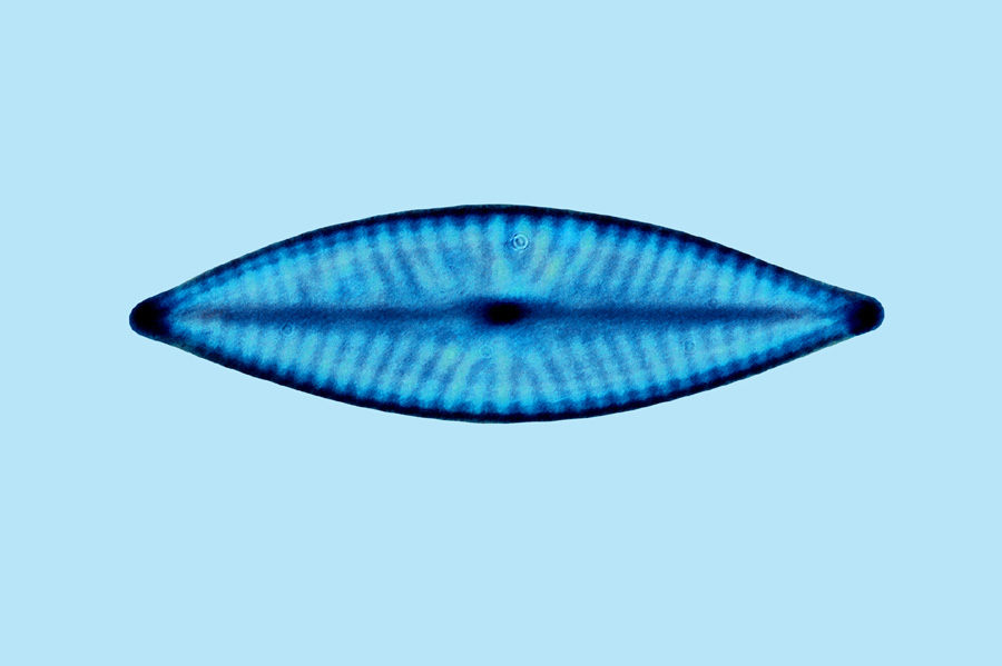 Navicula phylleptosoma